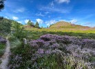 blühende Heide bei Norddorf