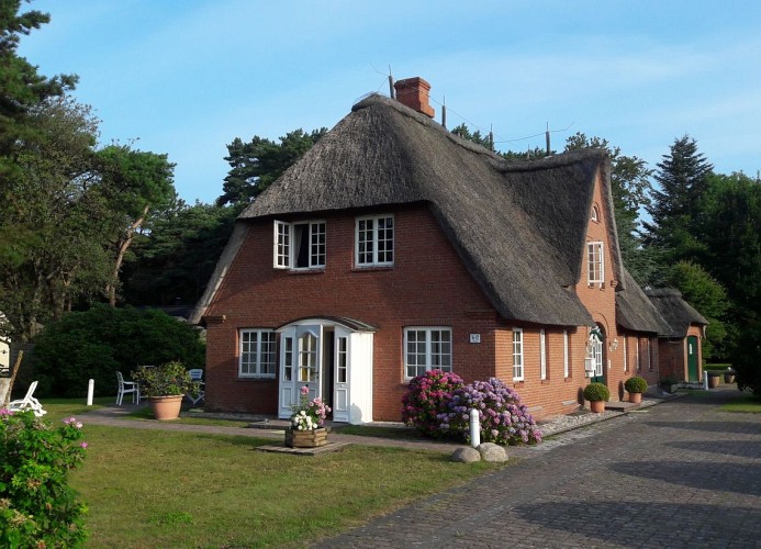 Lachmöwe