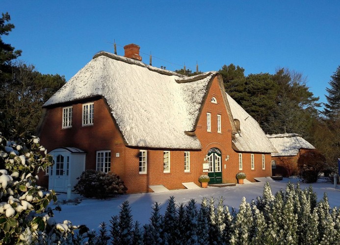Eismöwe