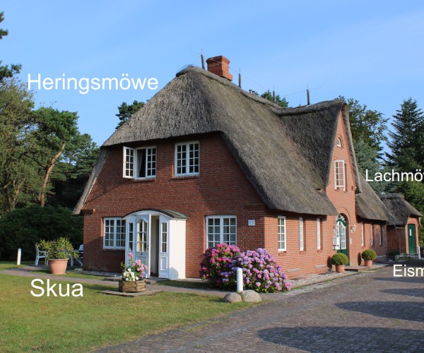 Lachmöwe