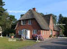 Heringsmöwe