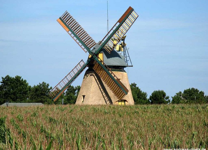 Tarje